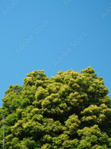 初夏の若葉の楠木と青空