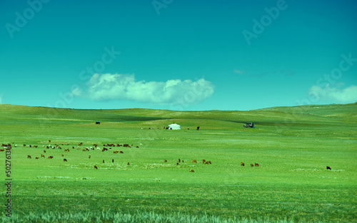 herd of sheep and goats graze in Mongolian steppe