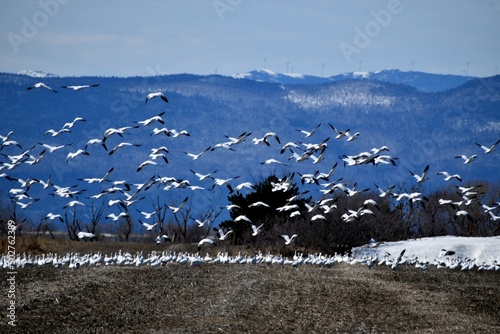 Snow geese in spring   Qu  bec  Canada