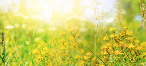 Blurred background with yellow wildflowers. Banner. Summer concept
