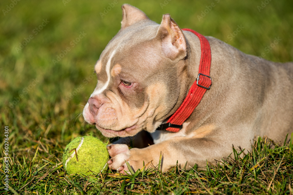 A pocket male American Bully puppy dog is playing with tennis ball on grass
