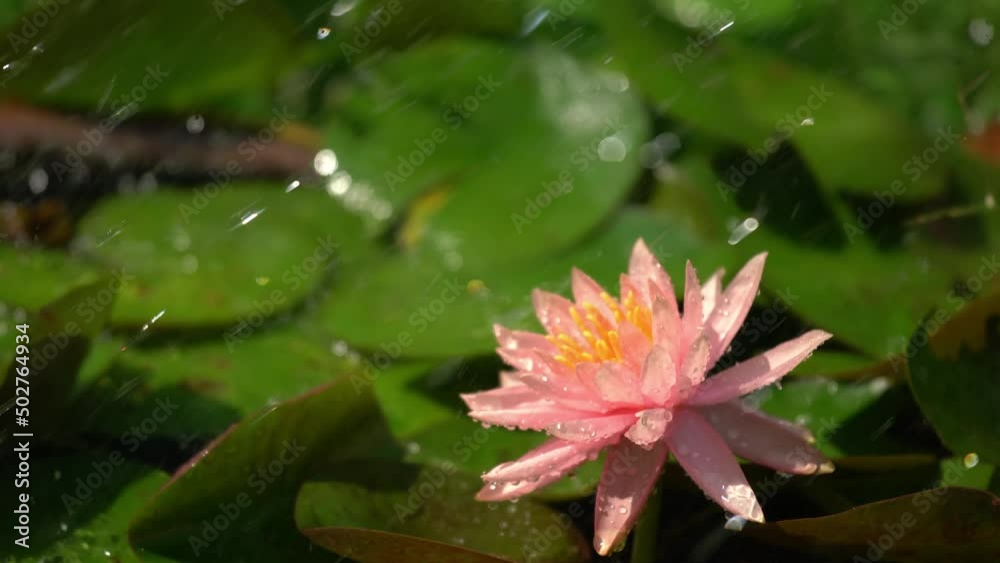 Water drops falling on pink lotus flower petals and green leaves in lotus basin in the morning sunlight. Water drops falling on pink lotus flower petals and green leaves in lotus basin in the morning sunlight.