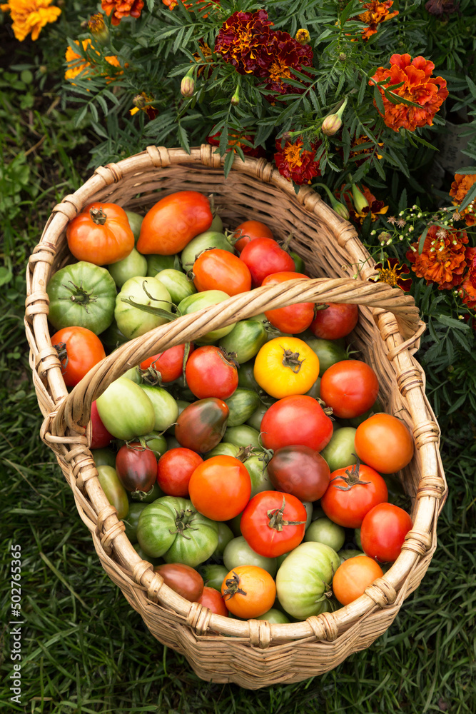 Freshly harvested tomato in basket. Colorful green yellow red tomatoes in sunlight in garden