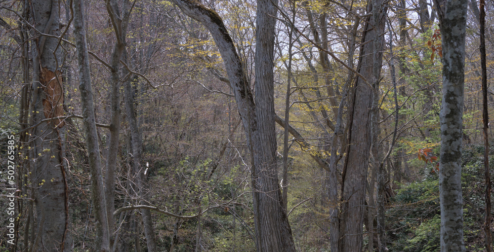 春の森林風景(北海道・野幌森林公園) / Spring forest scenery (Hokkaido,Nopporo Forest Park) 春の森林風景(北海道・野幌森林公園) / Spring forest scenery (Hokkaido,Nopporo Forest Park)