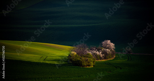 Beautiful green hills in spring
