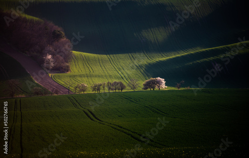 Beautiful green hills in spring