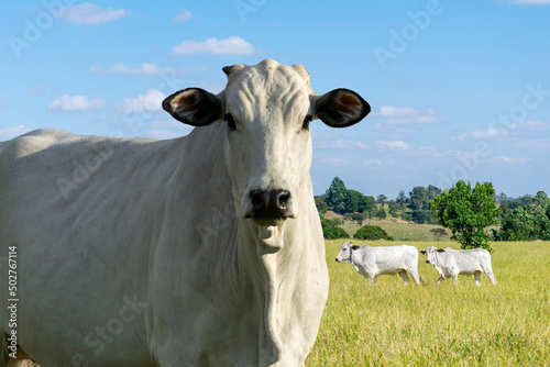 profile of nelore cattle in pasture photo