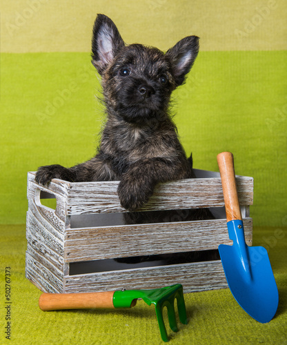 Cairn Terrier puppy in box with shovel and rake