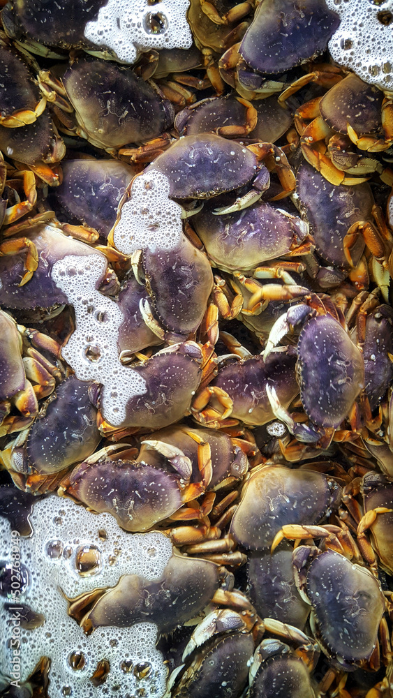 Dungeness crabs caught in Washington State