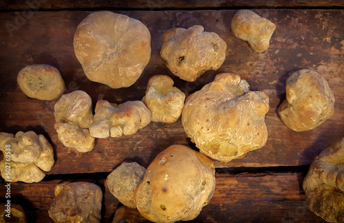 Italian white truffles on a wooden table