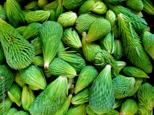Wild foraged spruce tips