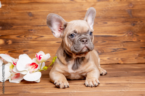 a French bulldog puppy on a wooden background with a bouquet of spring flowers © Olesya Pogosskaya