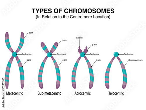 Types of Chromosomes in relation to the centromere location vector photo