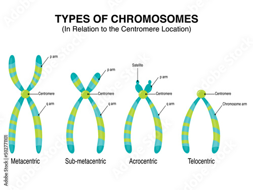 Types of Chromosomes in relation to the centromere location vector photo