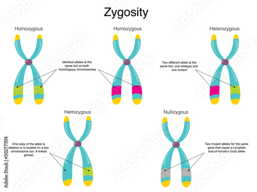 Chromosomal Zygosity Diagram photo