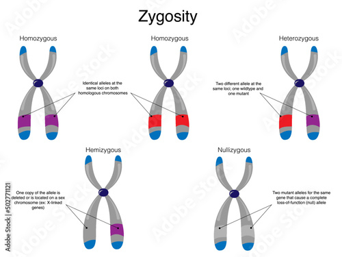 Chromosomal Zygosity Diagram photo
