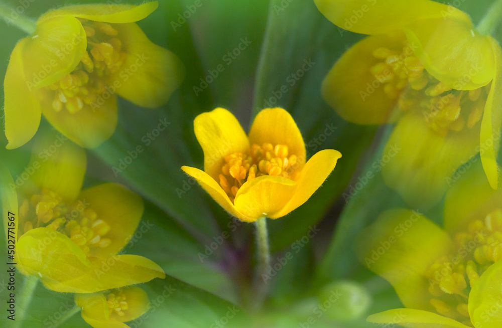 Fototapeta premium Yellow primrose flower. Floral spring background. Close-up. 