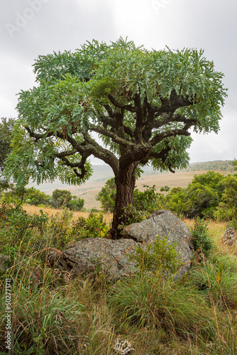 Mountain Cabbage Tree Cussonia paniculata sinuata, aka kiepersol, growing at Suikerbosfontein South Africa photo