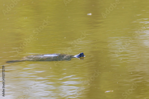 A red-cheeked slider turtle in the murky water of a pond with reed growth