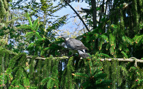 wild pigeon sits on branch of coniferous tree and looks frightened into the camera.