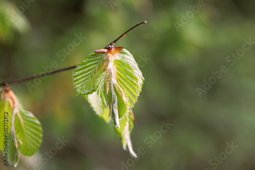 The young leaves of a beech in close-up in the forest against a background with shallow depth of field © were