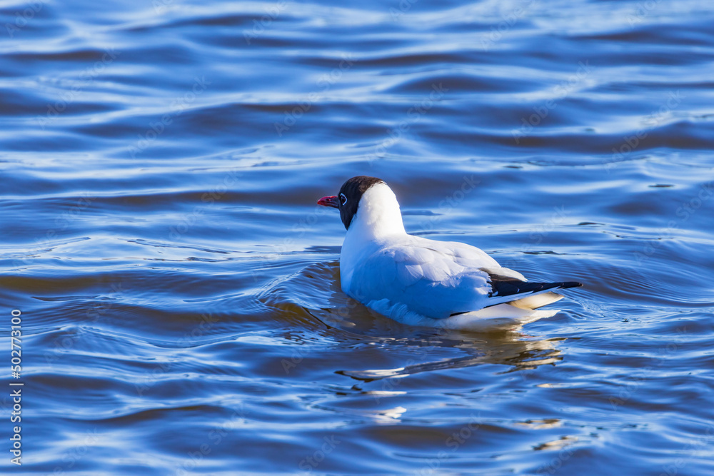 Black-headed gull swimming in a lake
