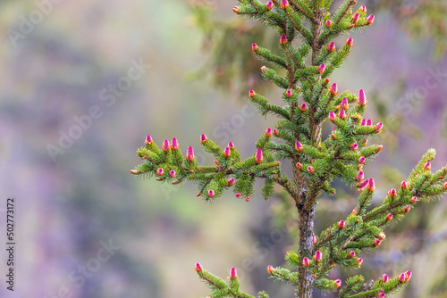 Spruce tree with red cones in the spring