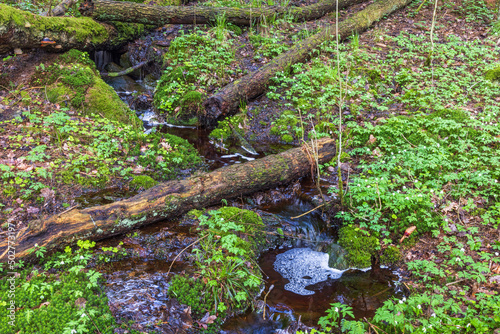 Forest stream with fallen tree logs
