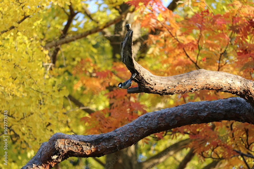 紅葉した銀杏 紅葉した銀杏