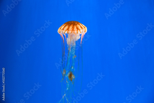 Chrysaora melanaster.Jellyfish swimming in the water. photo