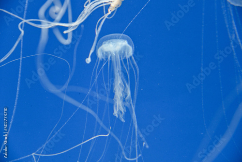 Sanderia melanaster.Jellyfish swimming in the water. photo