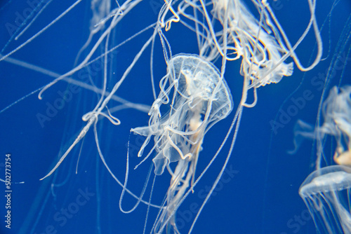 Sanderia melanaster.Jellyfish swimming in the water.
