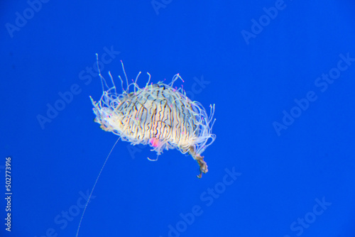 Flower hat jelly.Jellyfish swimming in water. Blue background.