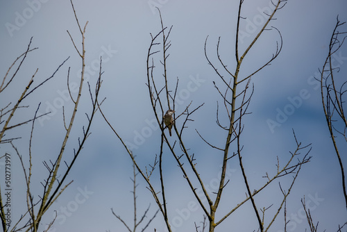 a young fledgling barn swallow (Hirundo rustica) resting high in a spring tree top, blue sky with white cloud background 