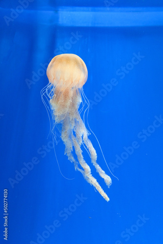 Jellyfish swimming in water. Blue background.