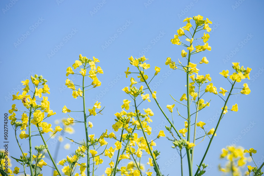 菜の花と青空 菜の花と青空