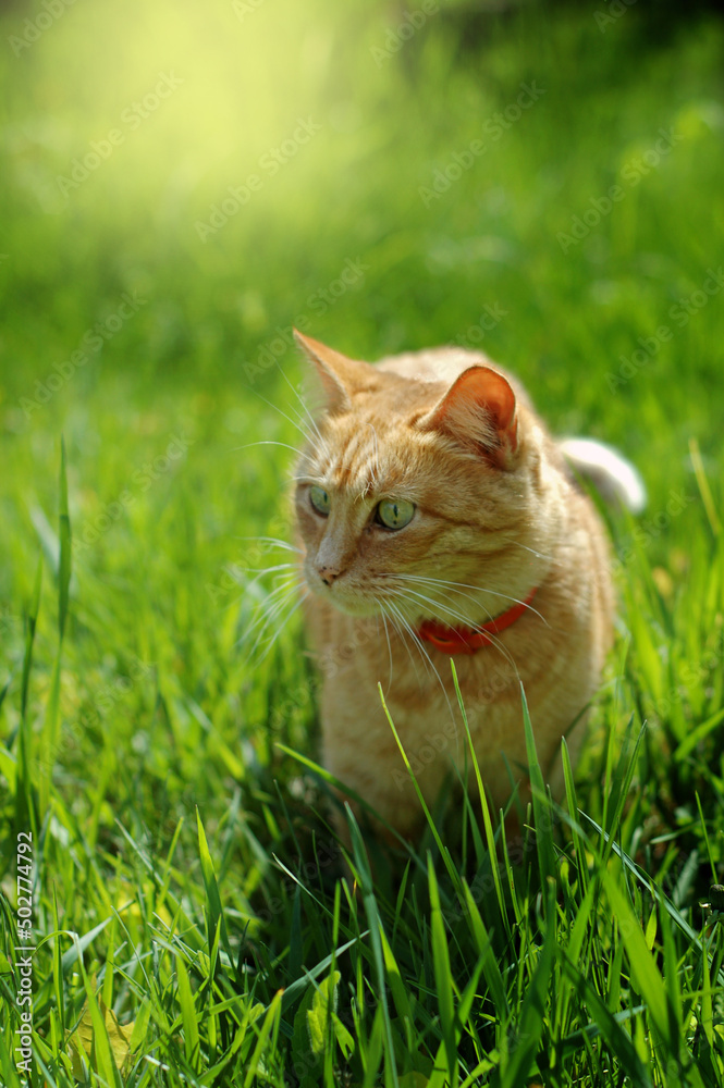 Ginger cat. The cat that walks by itself