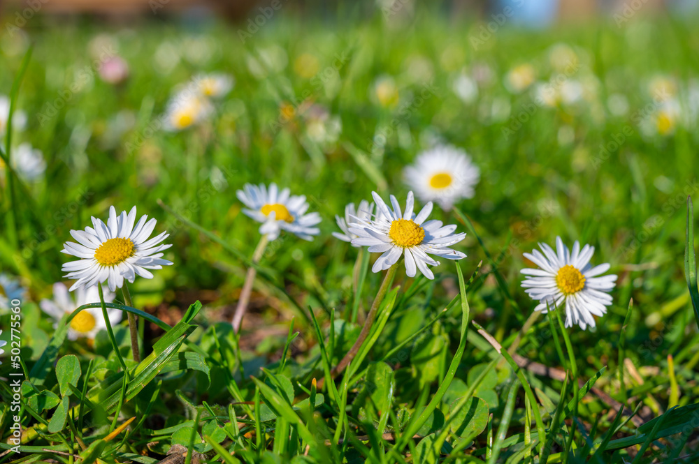 Lawn, grass and blossoming daisies, the arrival of spring.
Lawn, grass and blossoming daisies, the arrival of spring.