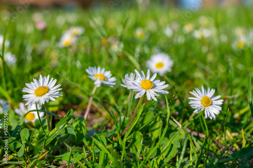 Lawn, grass and blossoming daisies, the arrival of spring. 