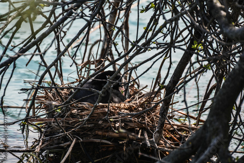 nido con uova di folaga sulle sponde del fiume mincio photo