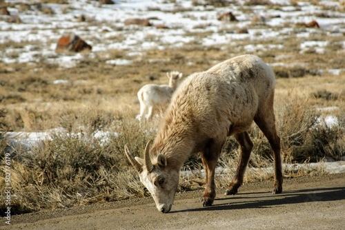 A Bighorn Sheep licks salt off of the road in the Elk Refuge - Jackson Hole, Wyoming photo