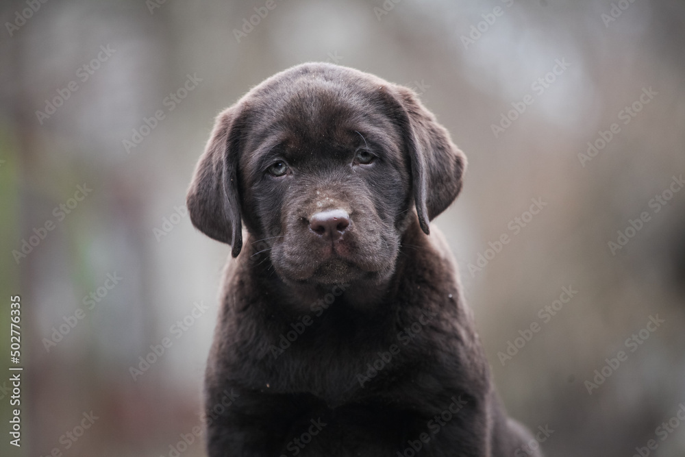 Cute little labrador retriever puppy