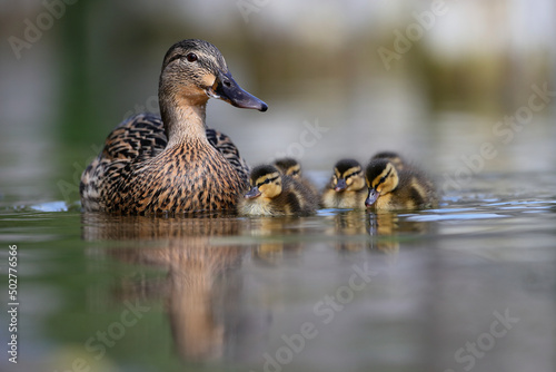 Photographie Mallard female duck whit  ducklings swims on a lake from the Danube Delta,Romania