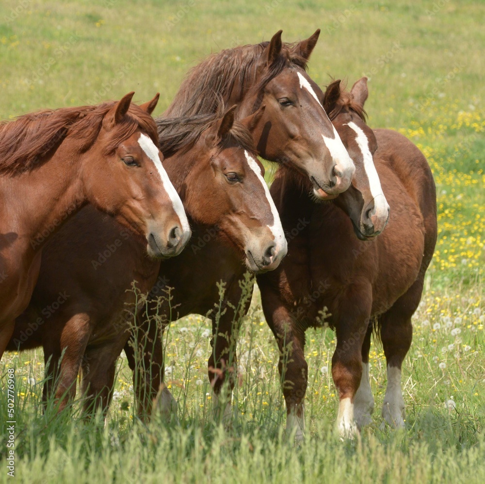 les chevaux de trait Breton à Briec en Cornouaille Finistère Bretagne France les chevaux de trait Breton à Briec en Cornouaille Finistère Bretagne France