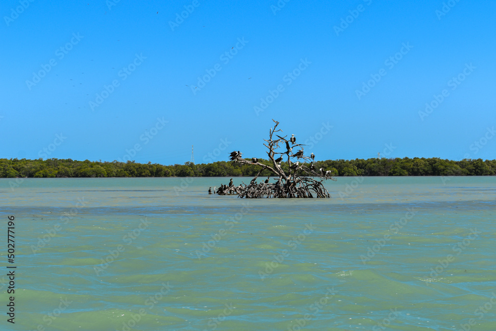 A great landscape with a great variety of birds in the lagoon Isla Aguada in Mexico A great landscape with a great variety of birds in the lagoon Isla Aguada in Mexico