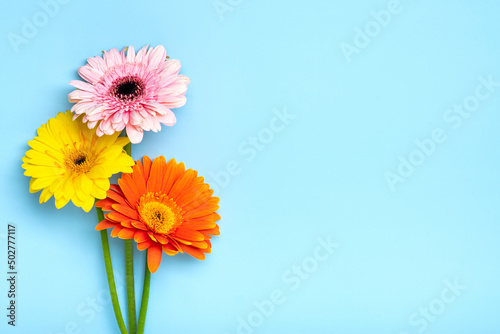 Bouquet of gerberas on blue background Top view Flat lay Holiday greeting card Happy moter s day  8 March  Valentine s day  Easter concept Copy space Mock up