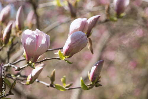 magnolia rosea blooms in spring © Tetiana Kravchuk