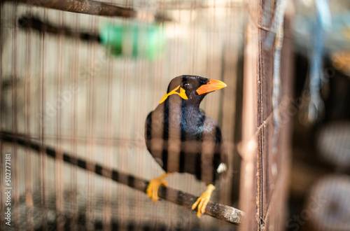 Fototapeta Common hill myna birds are caged to be trained to speak human languages