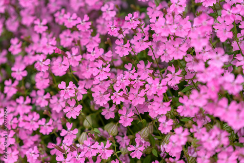 Pink flowers of the Silene pendula