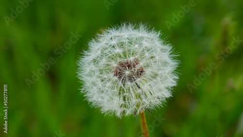 Nature  plants and flowers.